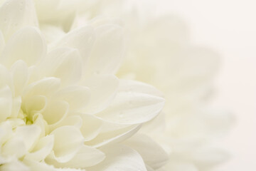 白色の菊の花を白背景でマクロ撮影19
