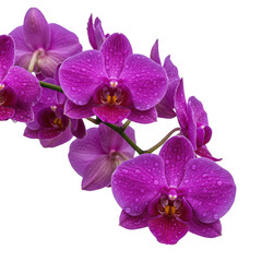 Obraz premium Blooming purple orchid flowers with water droplets isolated on transparent background