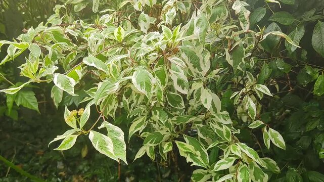 A close-up filming of a plant with wet leaves, featuring a mix of green and creamy white colors. Cornus alba Elegantissima
