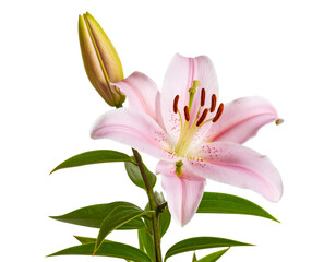 Naklejka premium Pink Lily Cluster with Bud and Blooming Flower, Diagonal Composition, Natural Shadow, Transparent PNG