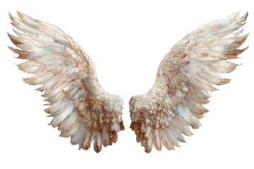 Pair of large, detailed wings, light beige and tan in color, outstretched.  Feathers are intricate, appearing natural and voluminous