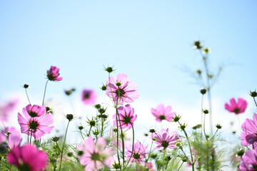 コスモス