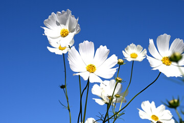 コスモスの花と青空