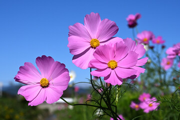 コスモスの花と青空