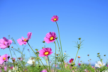コスモスの花と青空