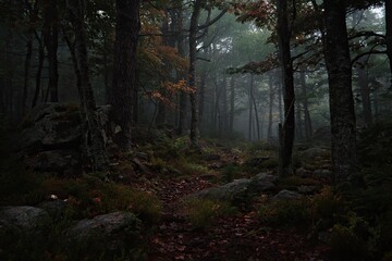 Obraz premium Misty mountain forest path