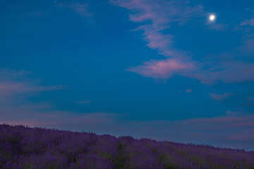 北海道上富良野2025夏-月とラベンダー-