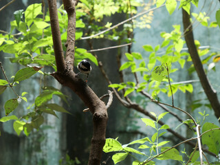 動物園で飼育されているシジュウカラ