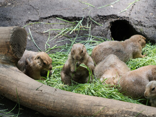 動物園で飼育されているプレーリードッグ