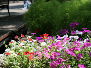 花壇で咲いている花