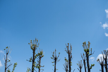 Seoul's Greenery