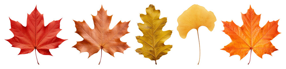 Obraz premium PNG Colorful autumn leaves collection, element set on transparent background