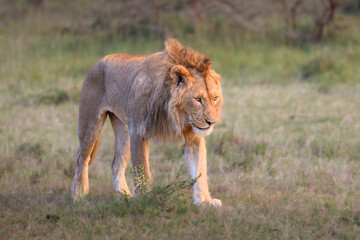 Male Lion (Panthera leo) walking across the grassy plains of Lion Camp, Kenya, in morning light.