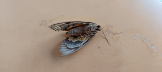 The image shows a Fig Sphinx moth, Pachylia ficus. 