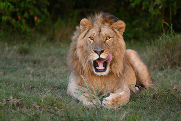 Male Lion (Panthera leo) stretching and yawning in Lion Camp, Kenya, displaying natural behaviour in the wild.