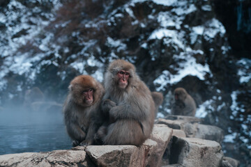 Snow monkeys, Nagano, Japan 2023