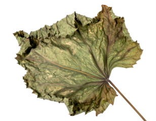 Detailed textured dry green leaf with visible veins and serrated edges, organic nature study