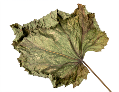 Detailed textured dry green leaf with visible veins and serrated edges, organic nature study