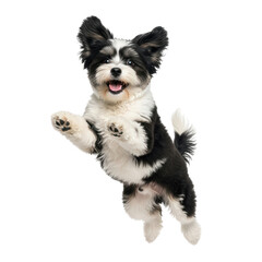 Fototapeta premium An energetic black and white fluffy dog joyfully leaps with a happy expression. Ideal for pet care, playful themes, or canine companionship concepts.