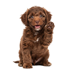 An adorable brown puppy with curly fur sits happily, raising one paw as if waving. Perfect for pet related content or cute animal designs.