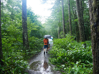 Fototapeta premium 夏の観光名所上高地の森の散策道で歩く観光客の姿