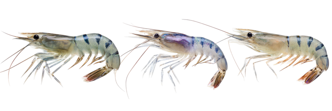 Three whole shrimp, light beige and gray, with dark markings, displayed in a horizontal row