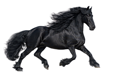Majestic Black Horse in Full Gallop Pose.
