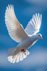 Fototapeta premium A white dove soars through a clear blue sky.