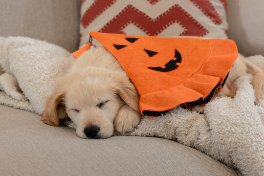 Golden retriever puppy sleeping on sofa blanket wearing Halloween bandana beside zigzag cushion