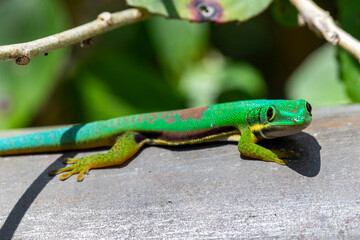 Green Day Gecko from Madagascar