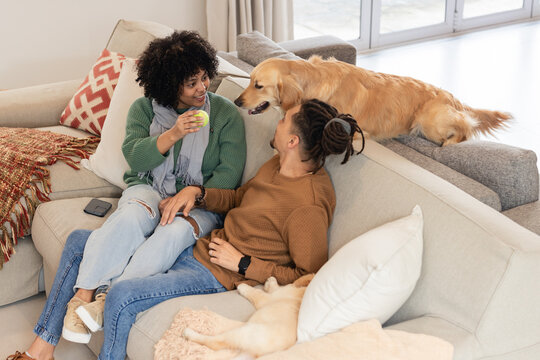African American couple playing with golden retriever on L-shaped sofa tossing yellow tennis ball - Powered by Adobe