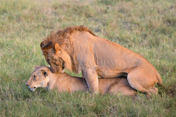 Lion pair (Panthera leo) mating in Lion Camp, Kenya, displaying natural reproduction behaviour in the wild.