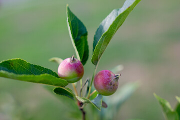 crab apple tree