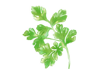 美味しそうで新鮮なパクチーの手描き水彩イラスト(透過PNG)