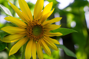 sunflower in the garden