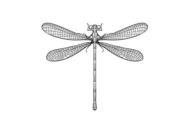 hand-drawn dragonfly illustration lineart