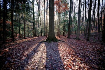 Fototapeta premium Sunlight filters through autumn forest, casting long shadows