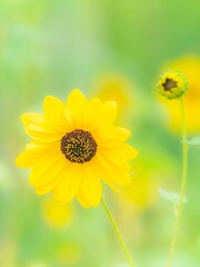 夏から秋の公園や花壇を彩るヒマワリ（ミニヒマワリ）のある風景。自然風景素材。日差しでやわらかくボケた景色。ぼんやりした花畑のイメージ。