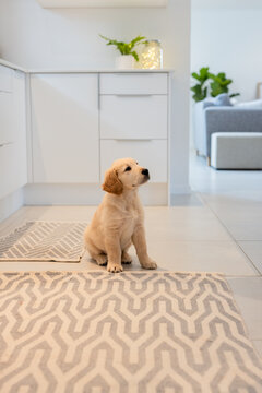 Golden retriever puppy sitting on patterned rug in kitchen with glowing fairy lights, potted plant