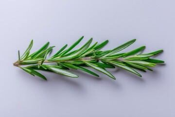 Fototapeta premium Fresh rosemary sprig, light gray background