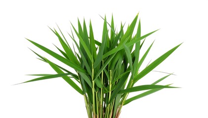 Fototapeta premium Fresh green bamboo leaves isolated on white background provide a natural touch