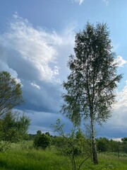 Fototapeta premium A Serene and Peaceful Landscape Featuring Beautiful Trees Set Against a Bright Blue Sky