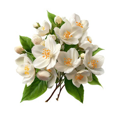 Close-up of a cluster of white jasmine flowers with green leaves