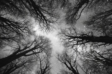 Night sky seen through leafless trees