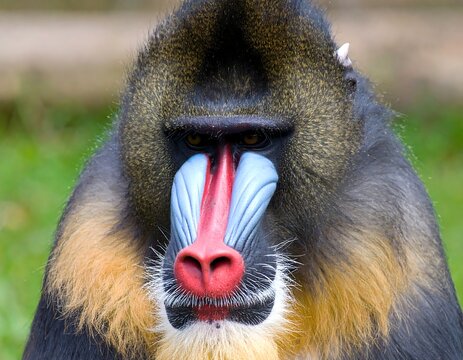 Close-up of a mandrill