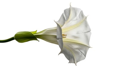 Elegant White Angel Trumpet Flower Blossom Isolated on White Background for Floral Designs and Botanical Illustrations