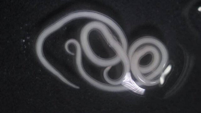 The nematodes (Nematoda), roundworms or eelworms constitute the phylum Nematoda. Species in the phylum inhabit a broad range of environments. Found in freshwater crabs.