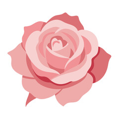 Beautiful pink rose illustration with layered petals against a black background elegant floral design