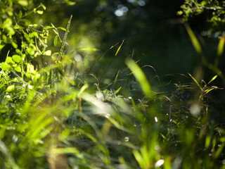 Green grass in forest.