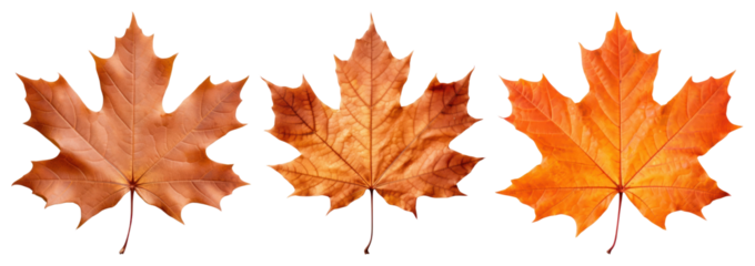 PNG Vibrant autumn maple leaves trio, element set on transparent background